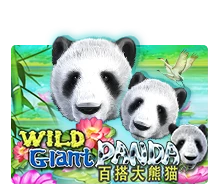 Wild Giant Panda - STARBET388