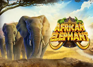African Elephant - STARBET388